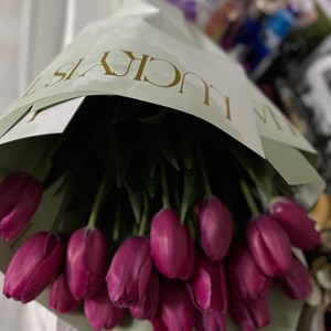    D R E S S B E R R Y     Дордой Европа 1 проход